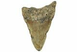 Serrated, Fossil Megalodon Tooth - North Carolina #295093-1